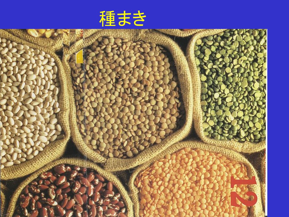 播種方式1